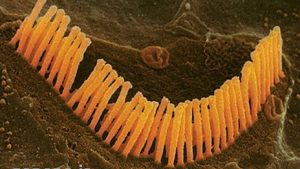 سوالات خط به خط فصل 2 زیست 2 با جواب pdf