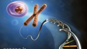 سوالات خط به خط فصل 6 زیست 2 با جواب pdf