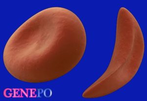 سوالات خط به خط فصل 2 زیست شناسی(3) با جواب pdf