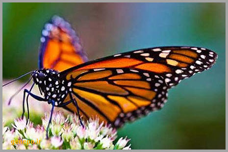 نمونه سوال فصل اول زیست 1