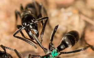 مطالعه نشان می دهد مورچه های Matabele از ترکیبات ضد میکروبی برای درمان زخم های عفونی استفاده می کنند