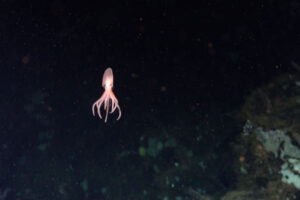 چهار گونه جدید اختاپوس در اعماق دریا در اقیانوس آرام کشف شد
