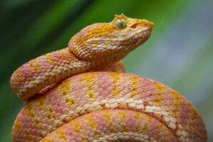 Five New Species of Eyelash Pitvipers Discovered in South America