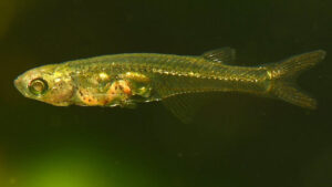 ماهی شناسان می گویند که ماهی سیپرینید مینیاتوری می تواند صداهای بیش از 140 دسی بل تولید کند