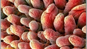 سوالات خط به خط  فصل 2 زیست 1 با جواب pdf