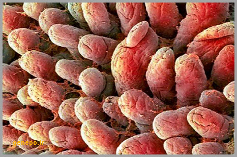 سوالات خط به خط  فصل 2 زیست 1 با جواب pdf