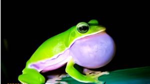 سوالات خط به خط  فصل 3 زیست 1 با جواب pdf