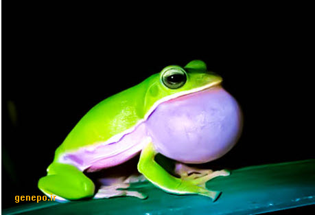 سوالات خط به خط  فصل 3 زیست 1 با جواب pdf