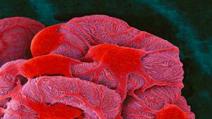 سوالات خط به خط  فصل 5 زیست 1 با جواب pdf