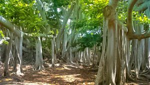 سوالات خط به خط  فصل 6 زیست 1 با جواب pdf