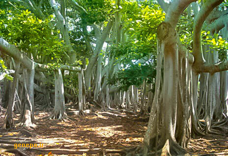 سوالات خط به خط  فصل 6 زیست 1 با جواب pdf