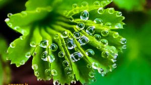 سوالات خط به خط  فصل 7 زیست 1 با جواب pdf