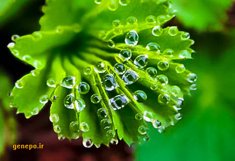 سوالات خط به خط  فصل 7 زیست 1 با جواب pdf